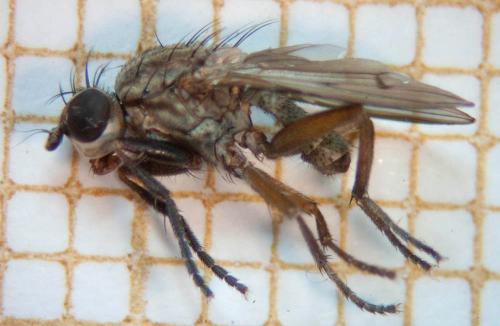 Pherbellia cinerella